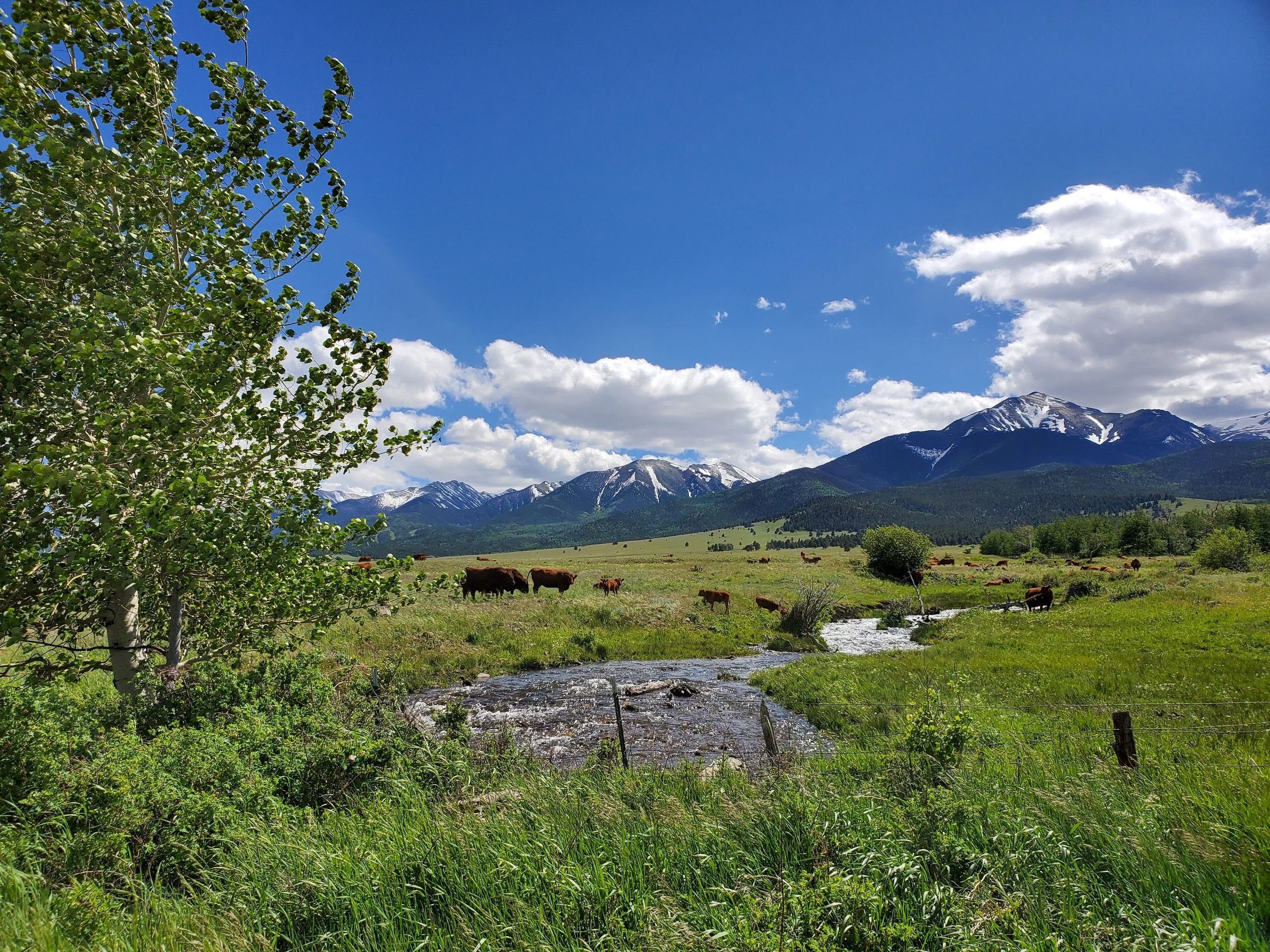 What is the Pines Ranch and what do we do?